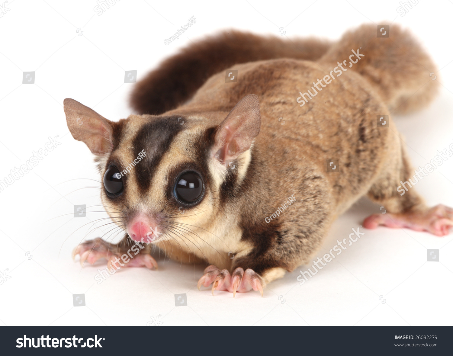 A Small Brown Furry Sugar Glider Stock Photo 26092279 : Shutterstock