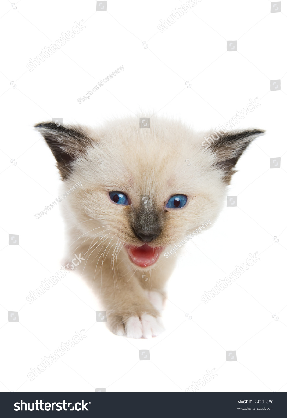 A Snowshoe Lynx-Point Siamese Kitten Moving Towards The ...