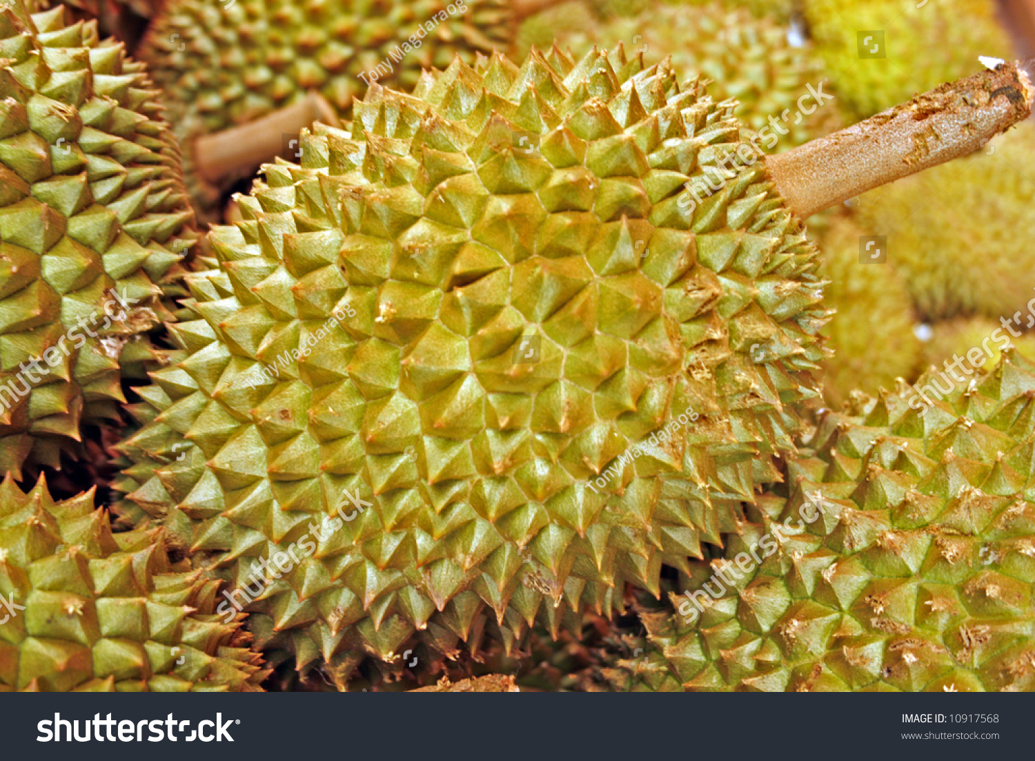 spiky fruit fruits in season spiky fruit fruits in season
