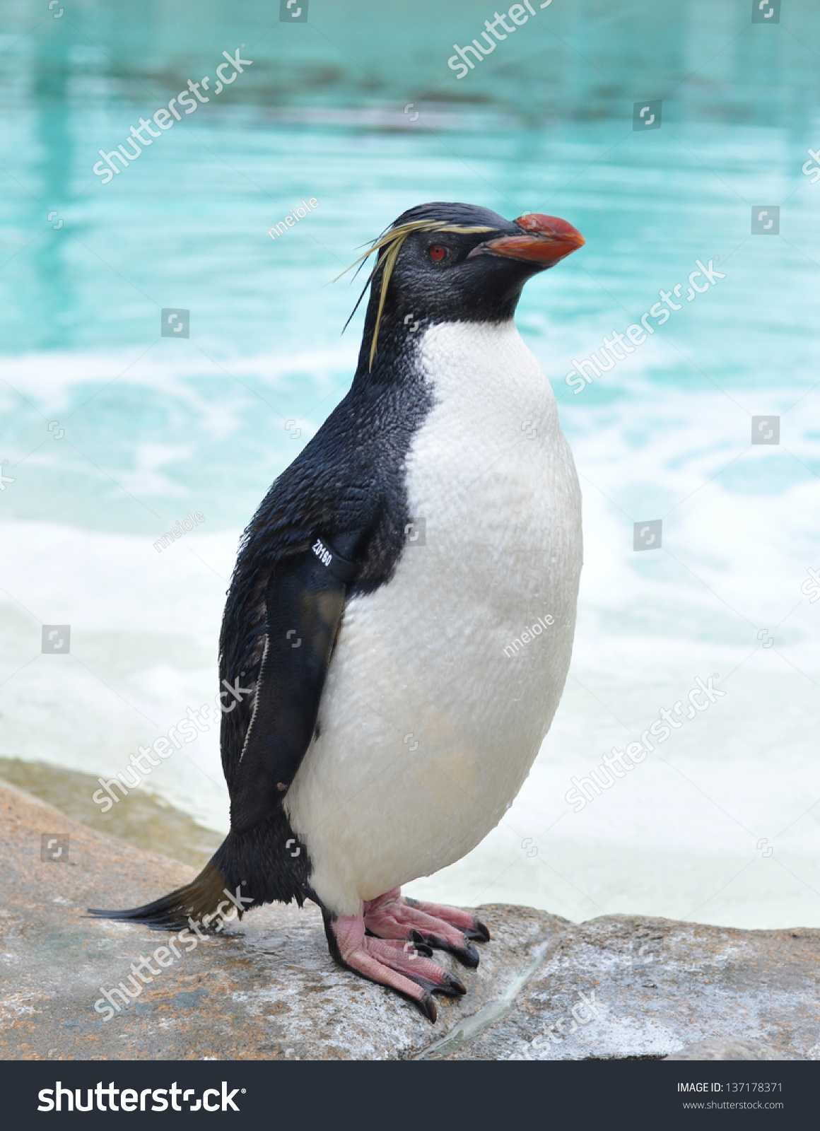 A Standing Penguin Stock Photo 137178371 Shutterstock