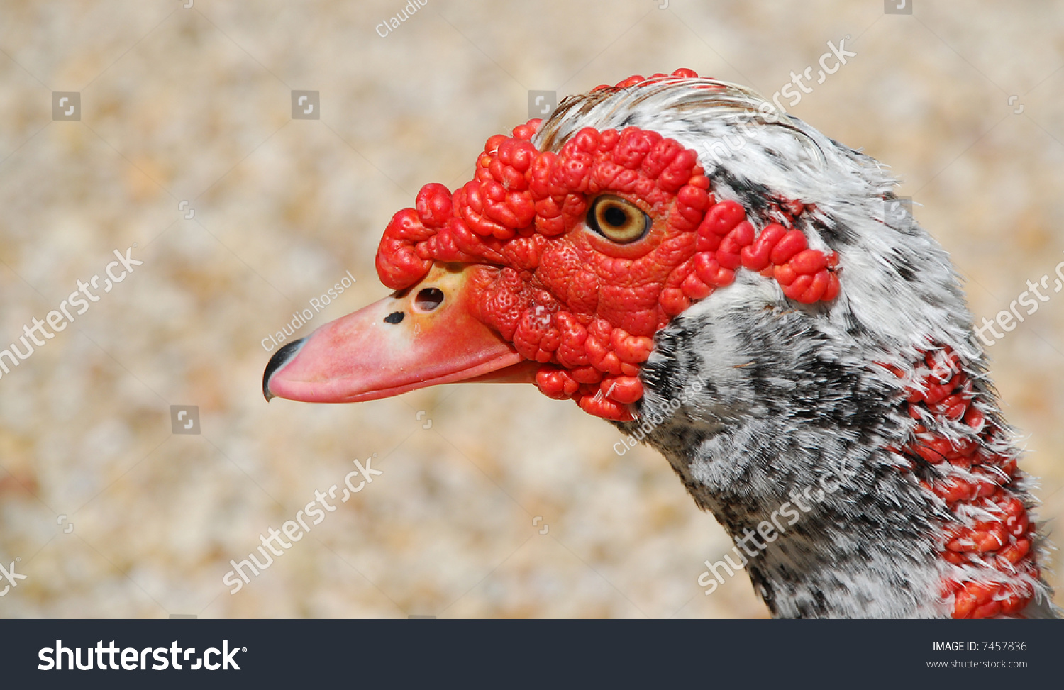 A Strange Looking Duck That Looks Kind Of Like A Turkey. Stock Photo