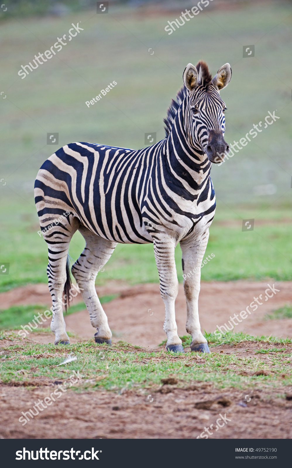 A Strong Zebra Stallion At The Water Stock Photo 49752190 : Shutterstock