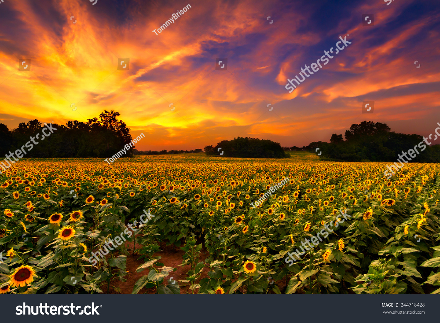 Sunflower Field Kansas Beautiful Sunset Stock Photo 244718428