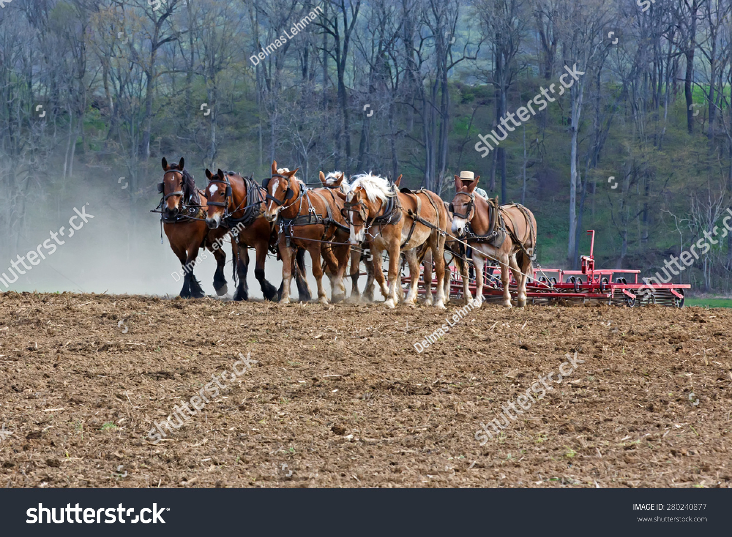 A Team Of Horses And Mules Pull A Spring Tooth Harrow With Soil Rollers