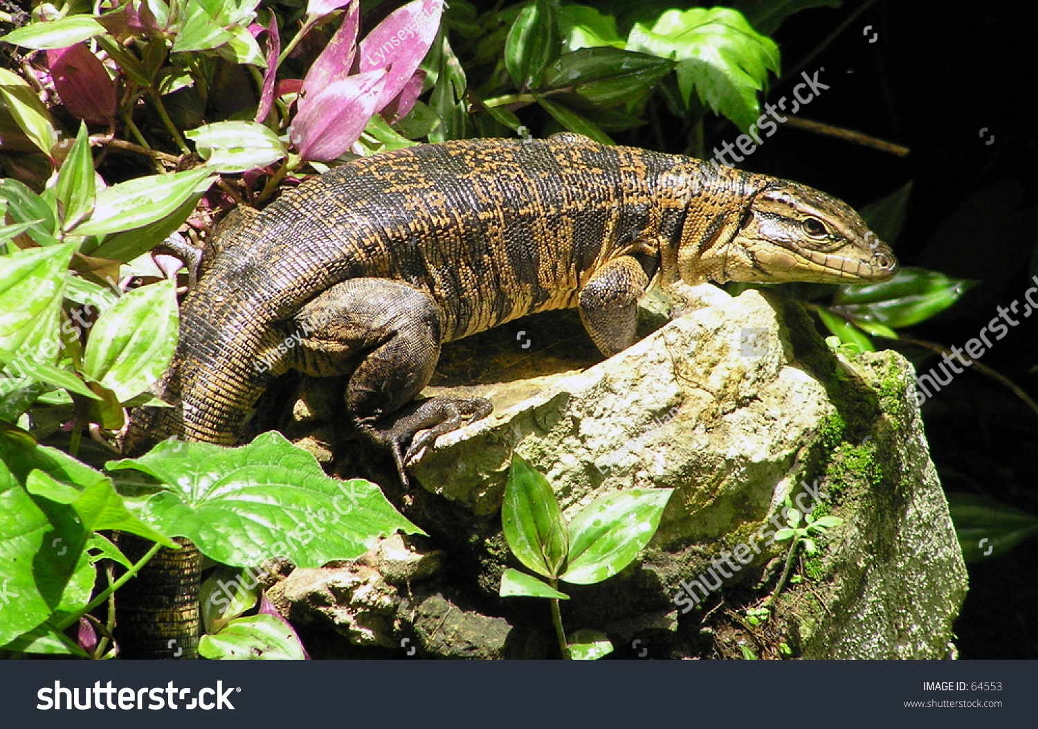iguana or tegu