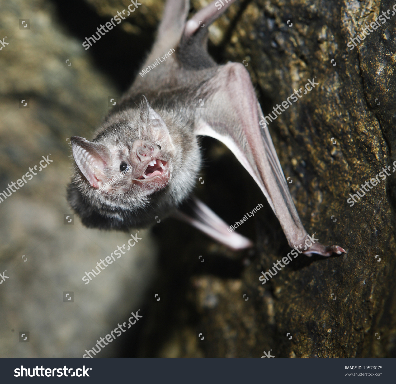 A Vampire Bat Baring Its Fangs For The Camera Stock Photo 19573075