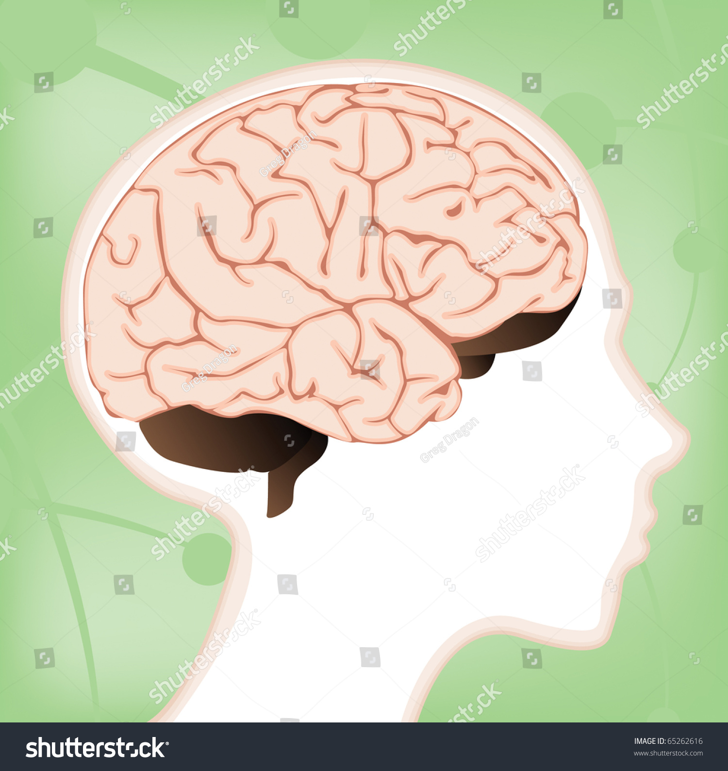 A Vector Brain Diagram Within A Child'S Head With Lobes ...