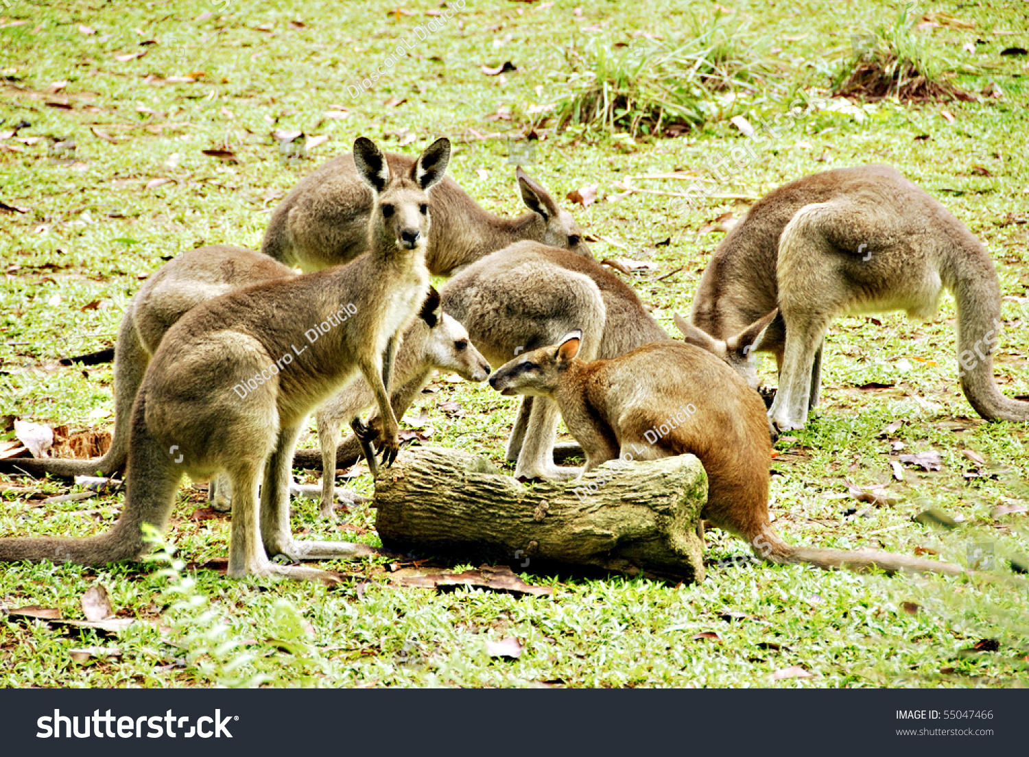 A View Of A Group Of Kangaroos Enjoying Their Meal In The Forest Stock