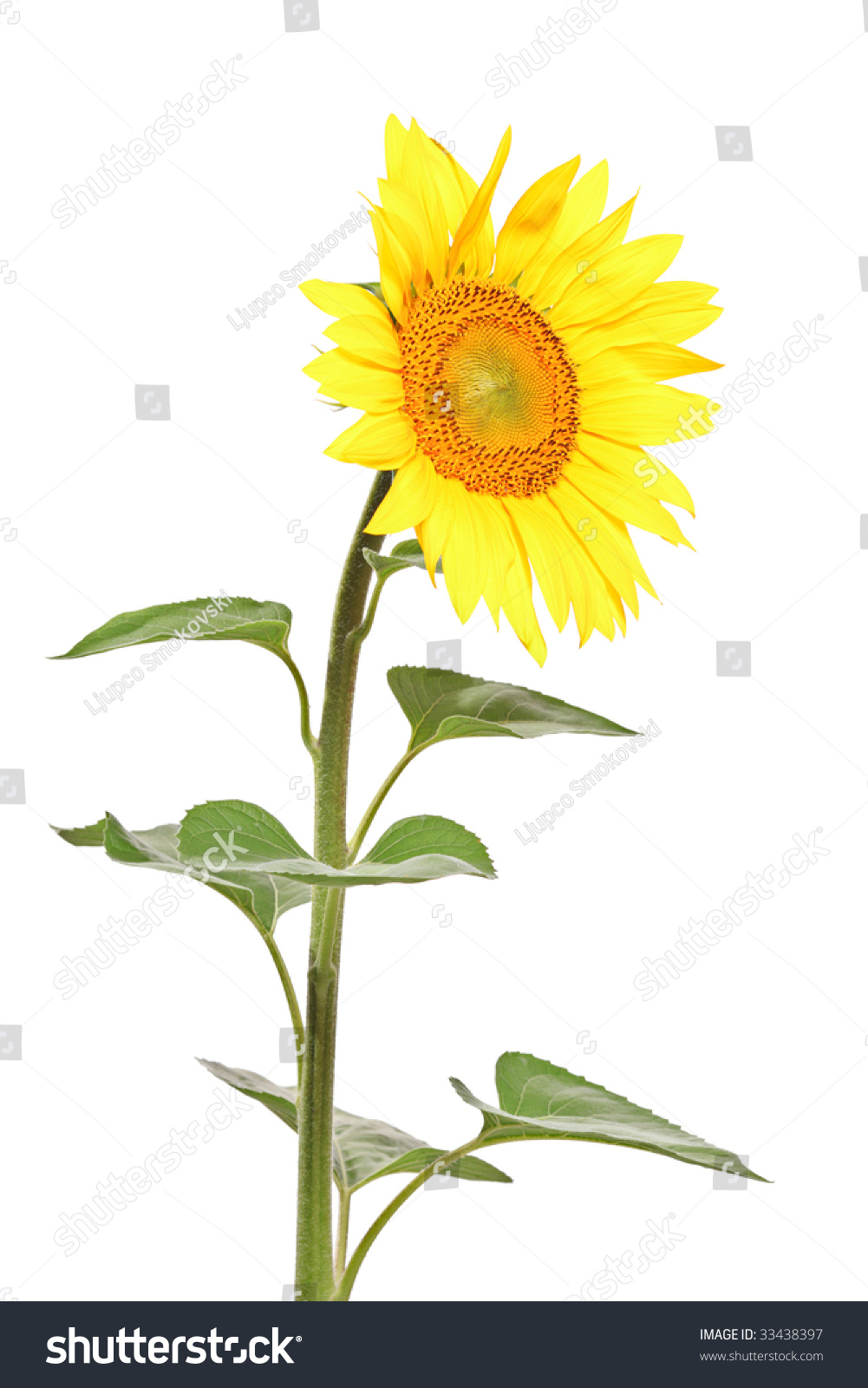 A View Of A Single Sunflower Against White Background Stock Photo 33438397 : Shutterstock