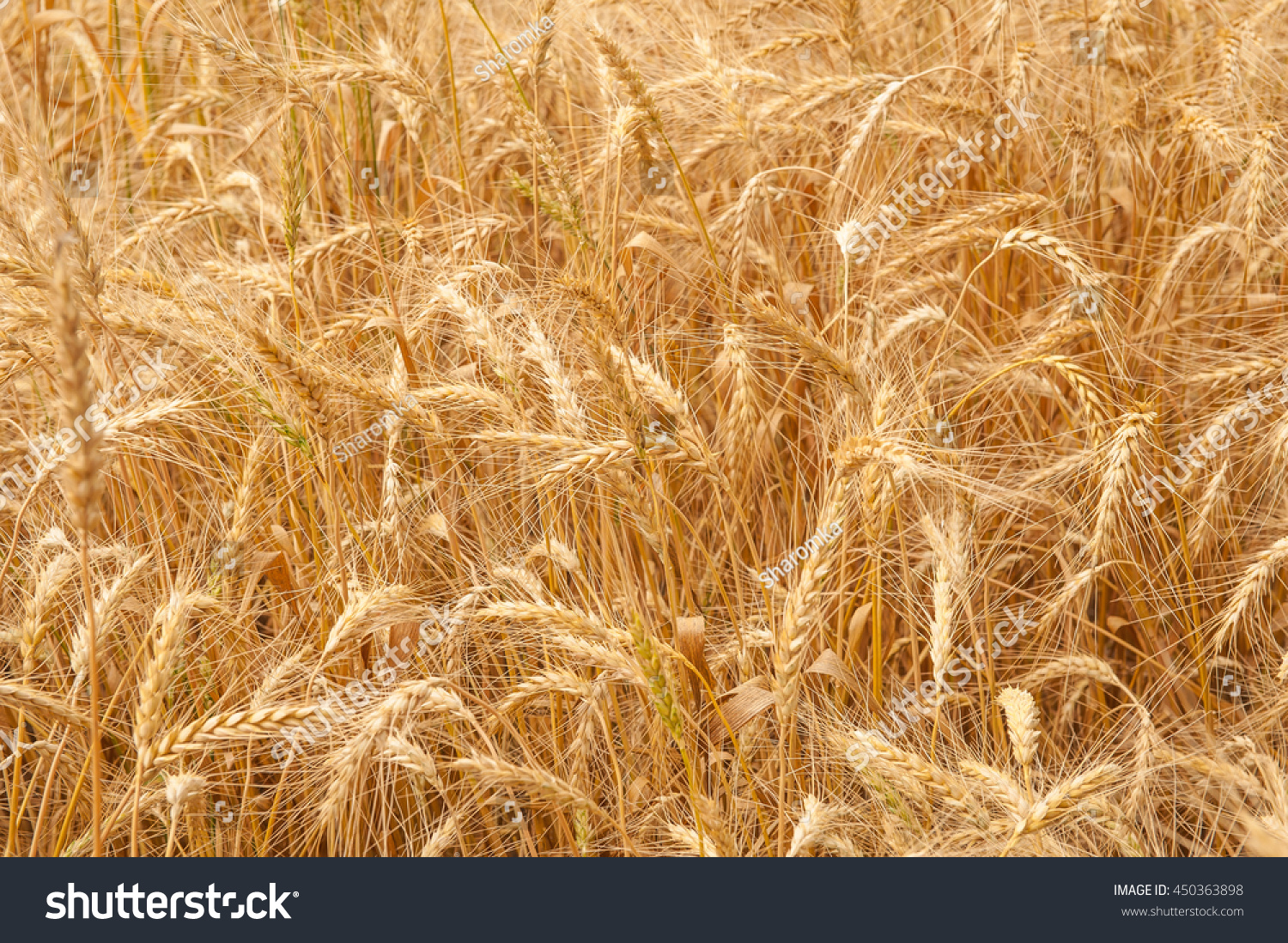 Wheat Field Fresh Crop Wheat Stock Photo Shutterstock