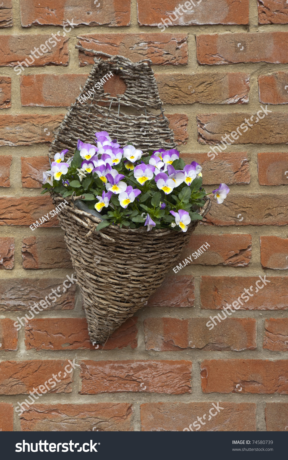 Wicker Hanging Basket Colorful Viola Flowers Stock Photo 74580739