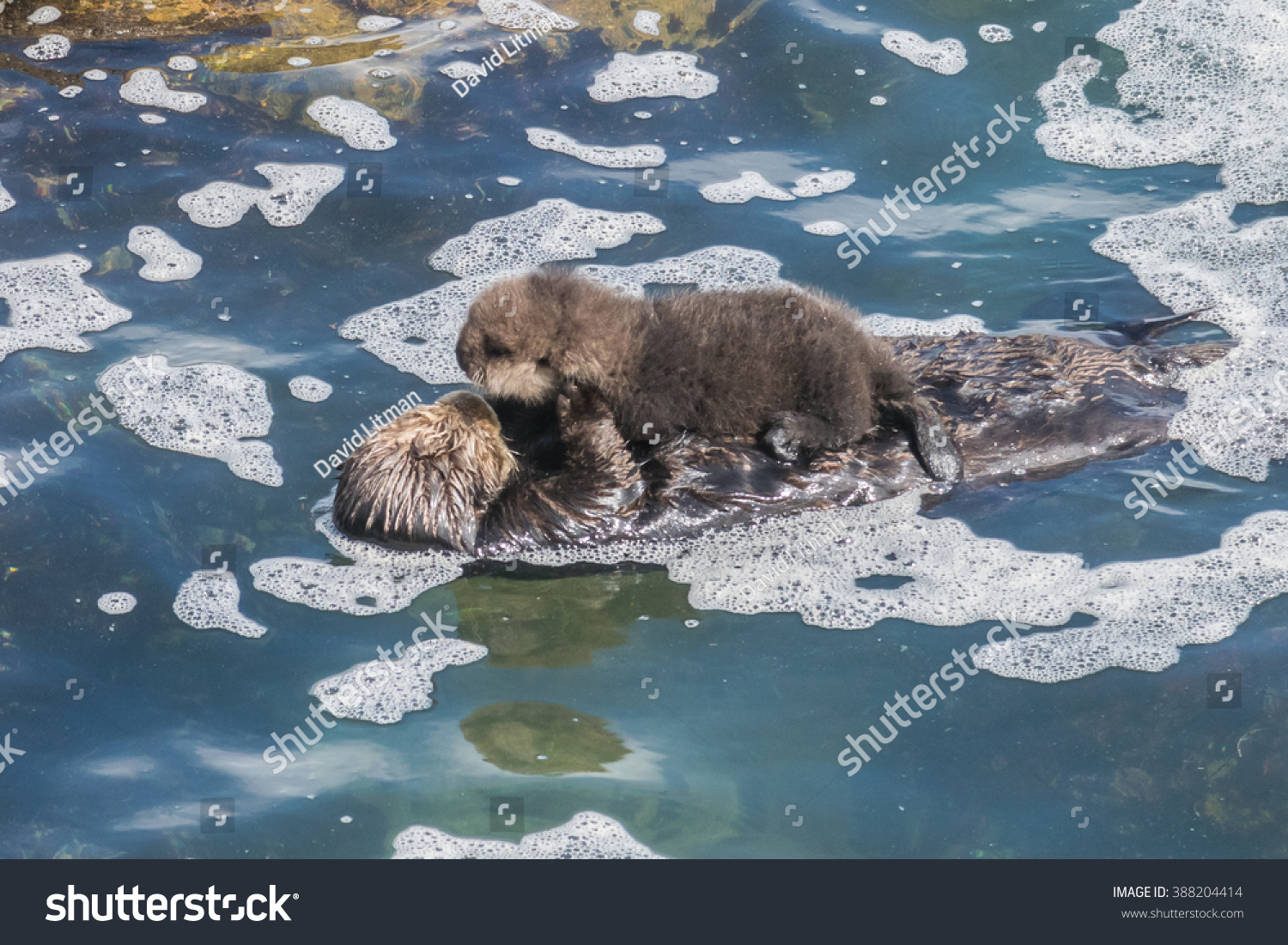 otter float for baby