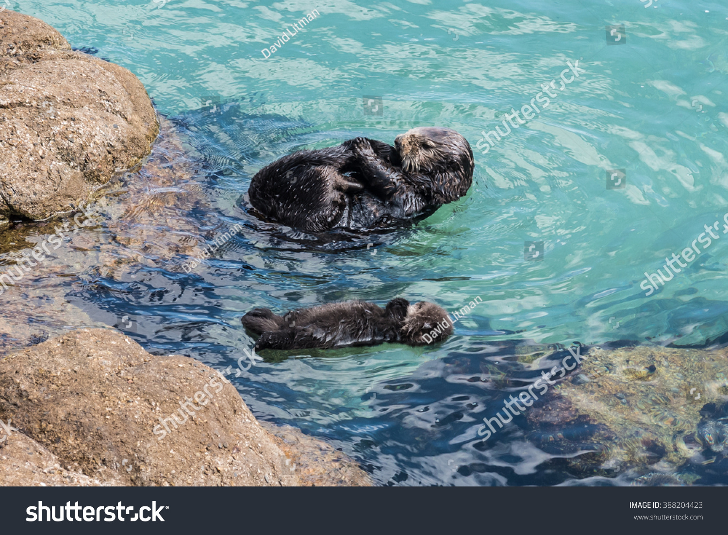 otter float for baby