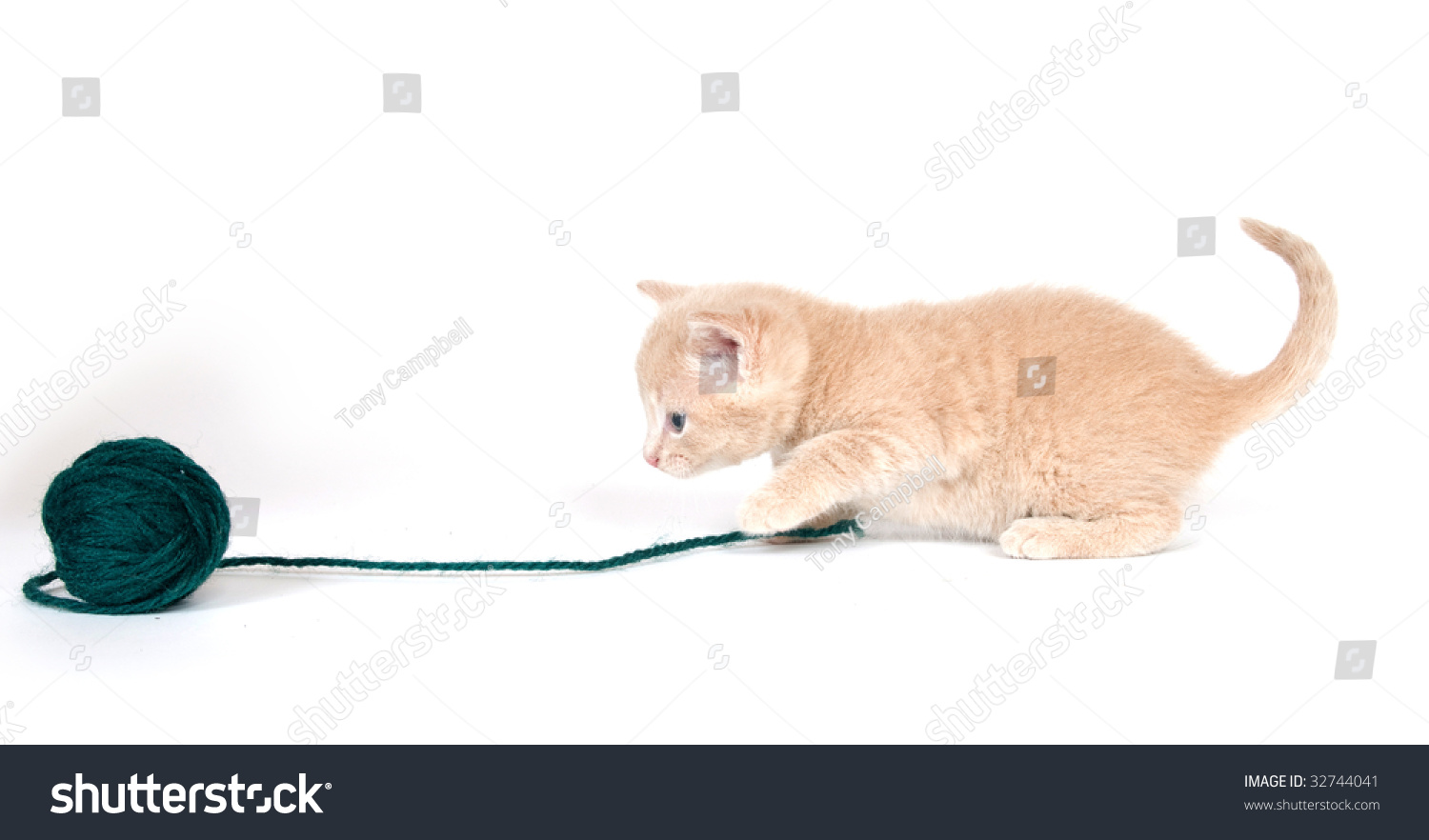 kitten playing with ball