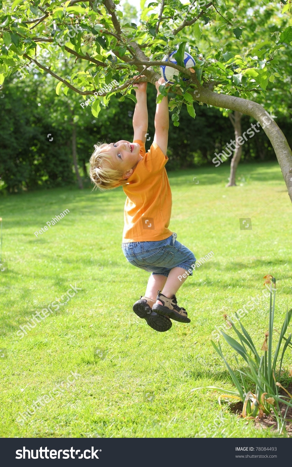 A Young Boy Climbs A Tree Stock Photo 78084493 : Shutterstock