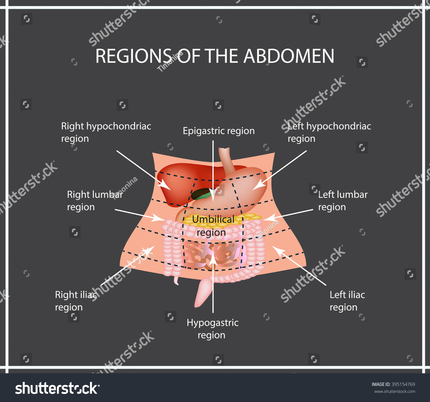 Abdominal Region The Liver Gallbladder Pancreas Stomach Duodenum