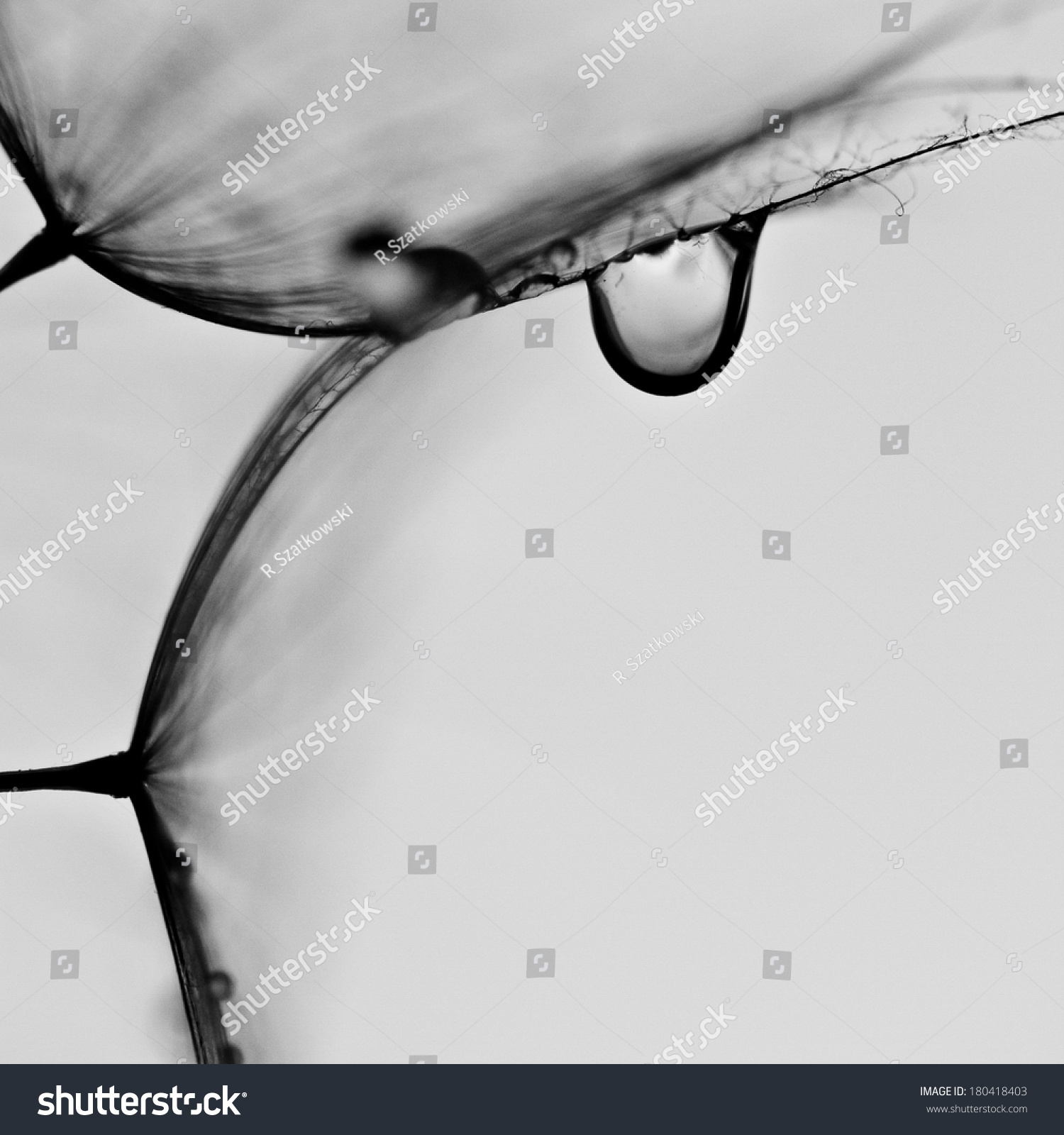 water drops on human skin macro stock photo 151788794 abstract macro photo of plant seeds with water drops big dandelion seed 180418403 water drops on human skin macro stock photo 151788794 abstract macro photo of plant seeds with water drops big dandelion seed 180418403