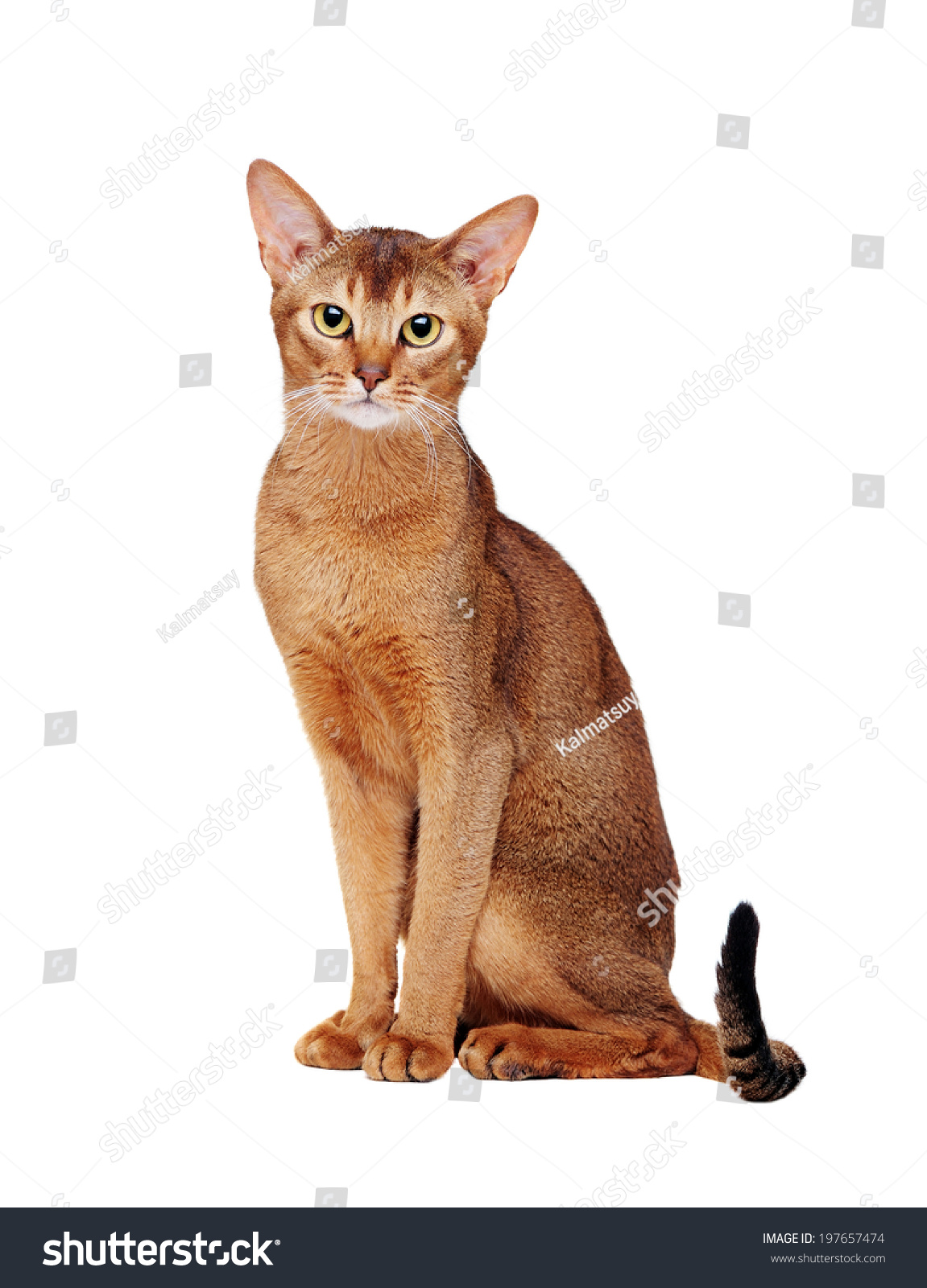 Abyssinian Cat Sitting Front View Portrait Stock Photo 197657474