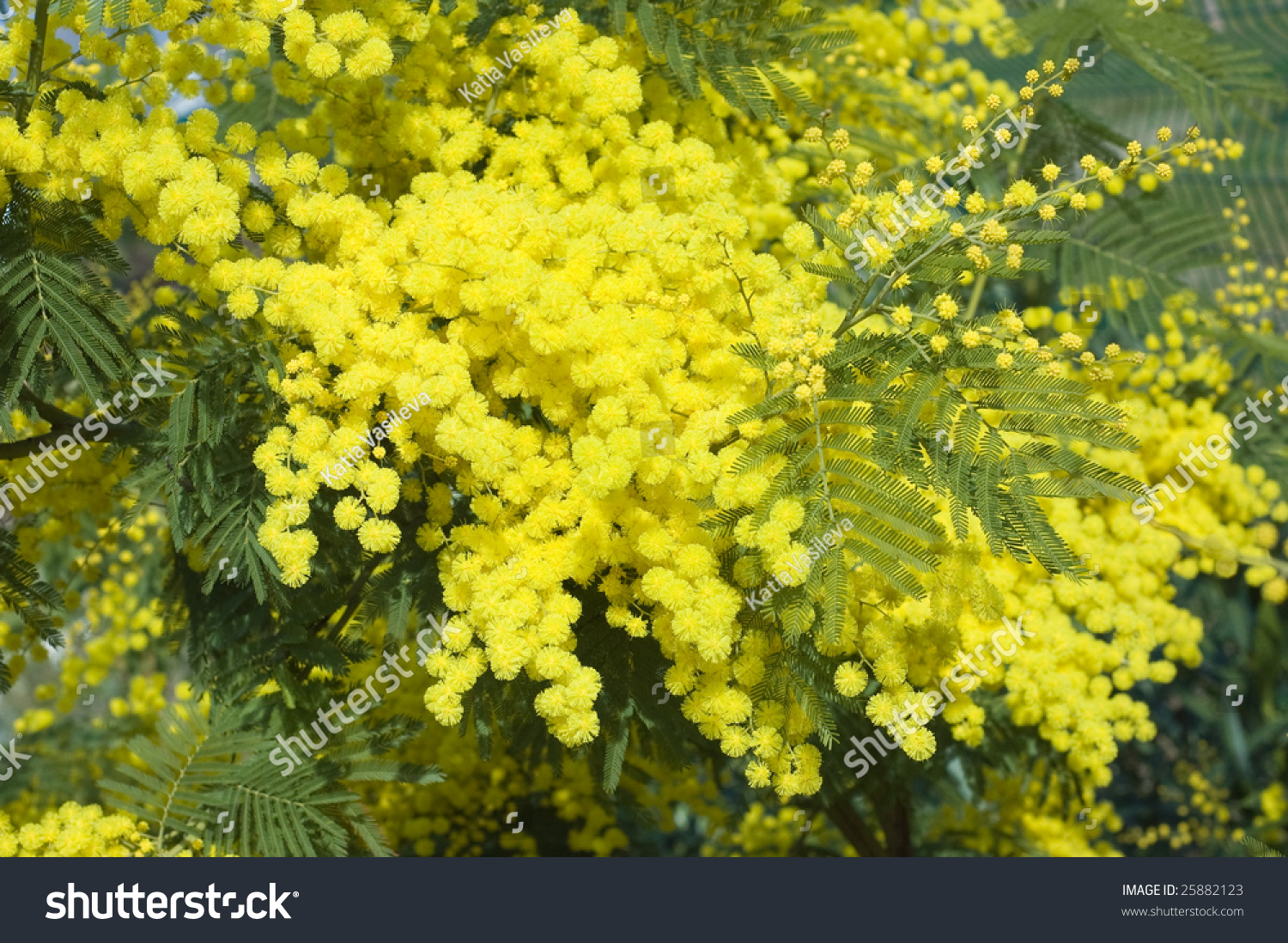 Acacia Dealbata Stock Photo 25882123 : Shutterstock