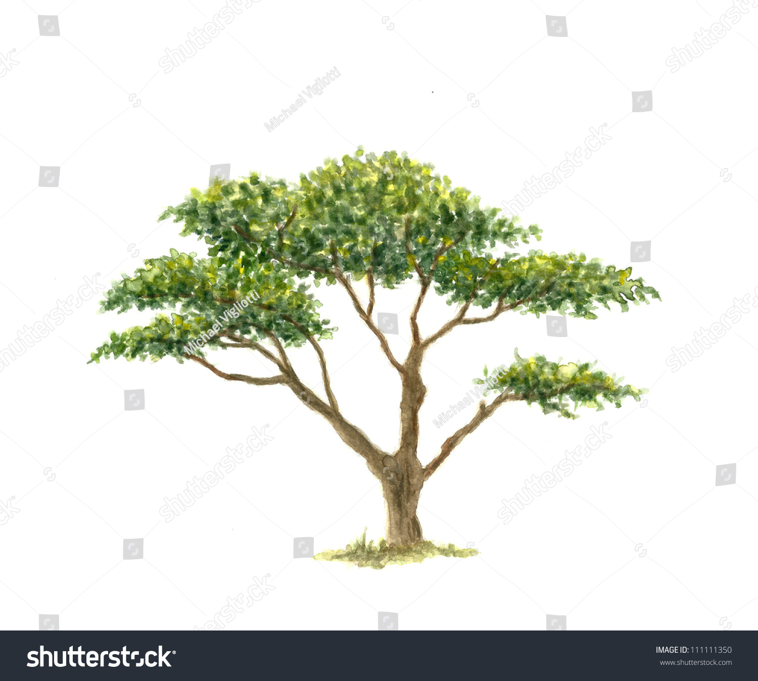 acacia tree clipart - photo #23