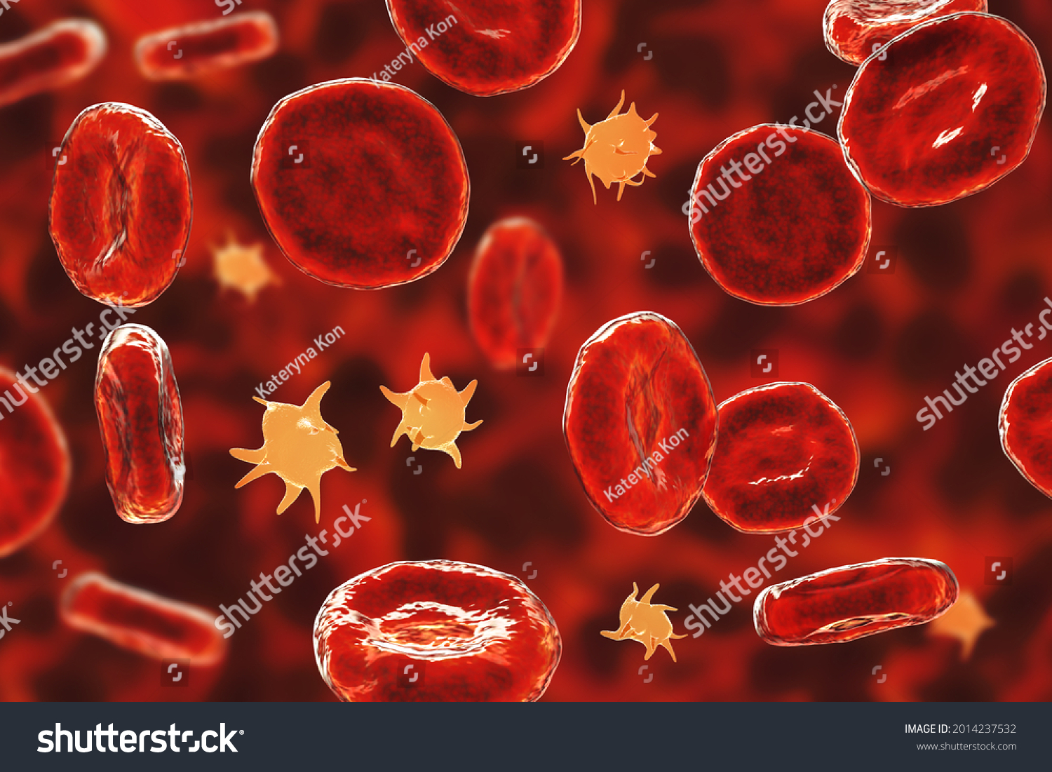 Activated Platelets Blood Smear Red Blood ภาพประกอบสตอก 2014237532