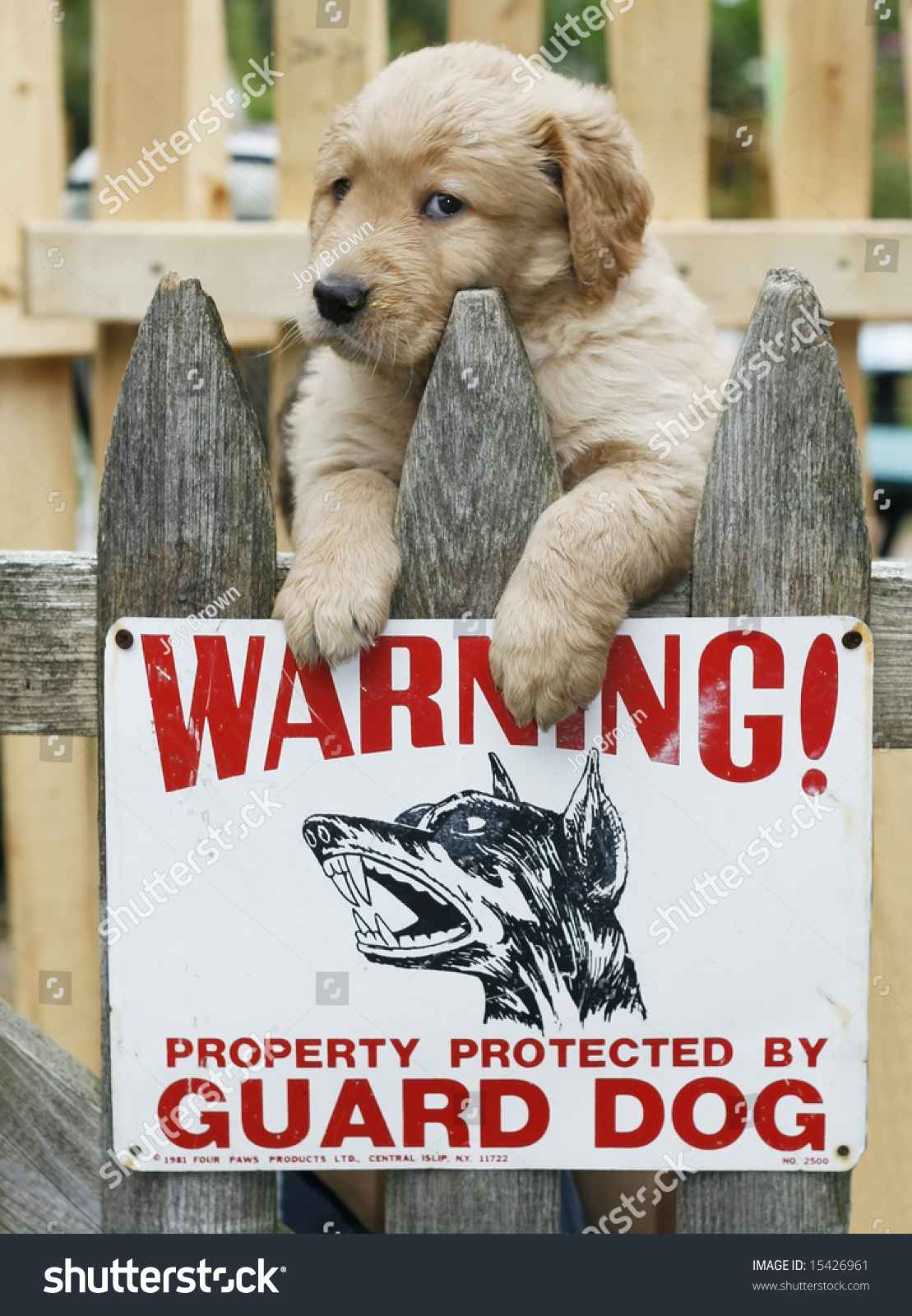 puppy guard fence golden retriever as guard adorable golden retriever puppy on fence with sign puppy guard fence golden retriever as guard adorable golden retriever puppy on fence with sign