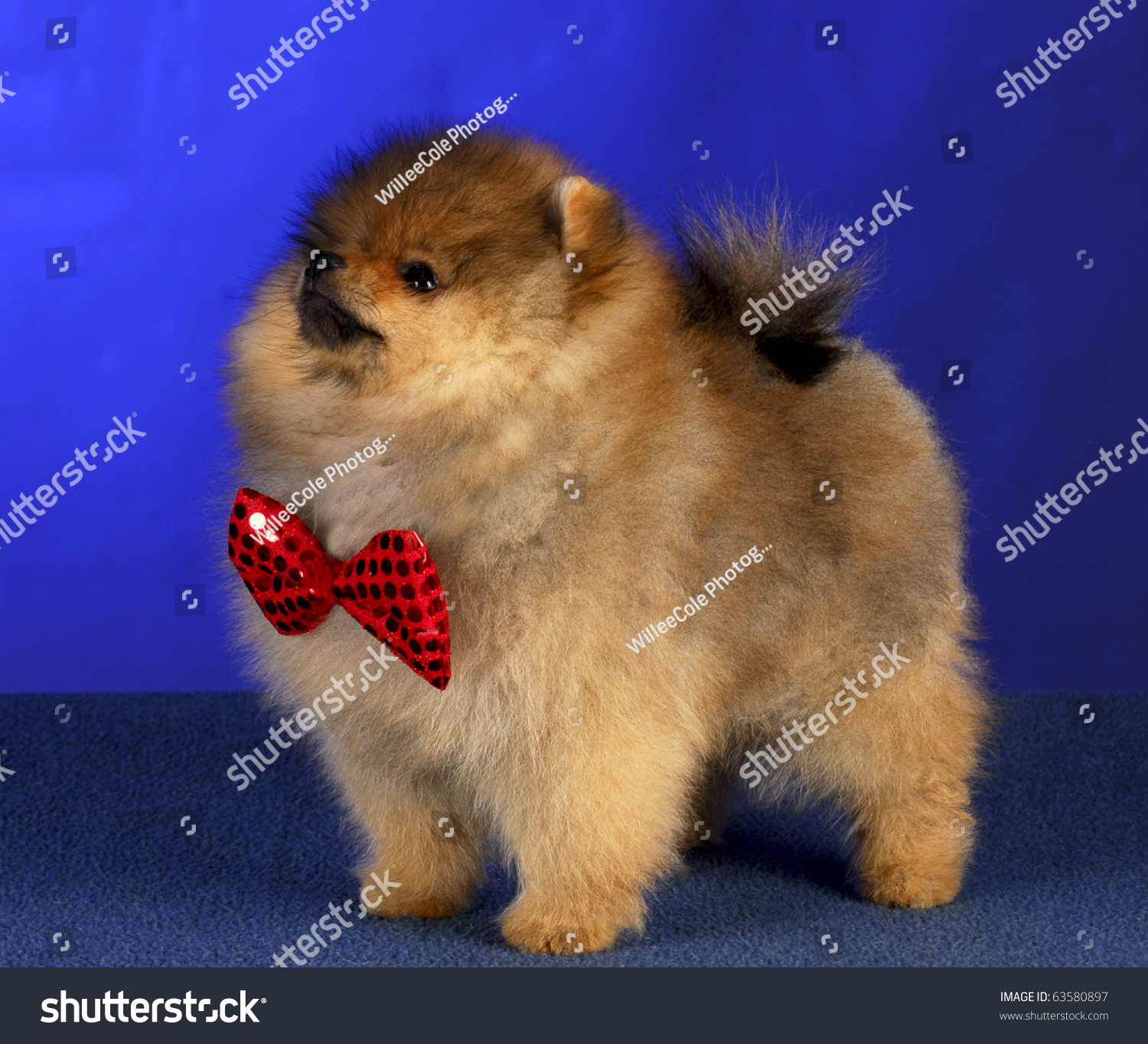 pomeranian back leg problems adorable pomeranian puppy wearing bowtie standing on blue background stock photo pomeranian back leg problems adorable pomeranian puppy wearing bowtie standing on blue background stock photo