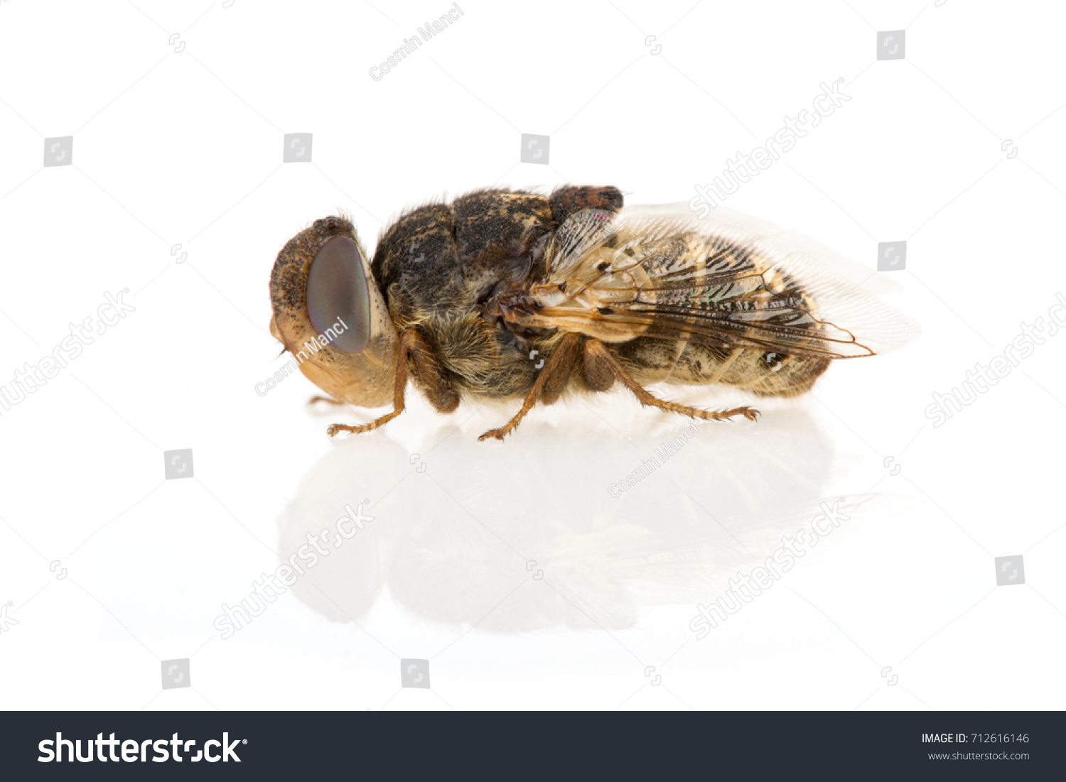 Adult Sheep Fly Oestrus Ovis Stock Photo Shutterstock