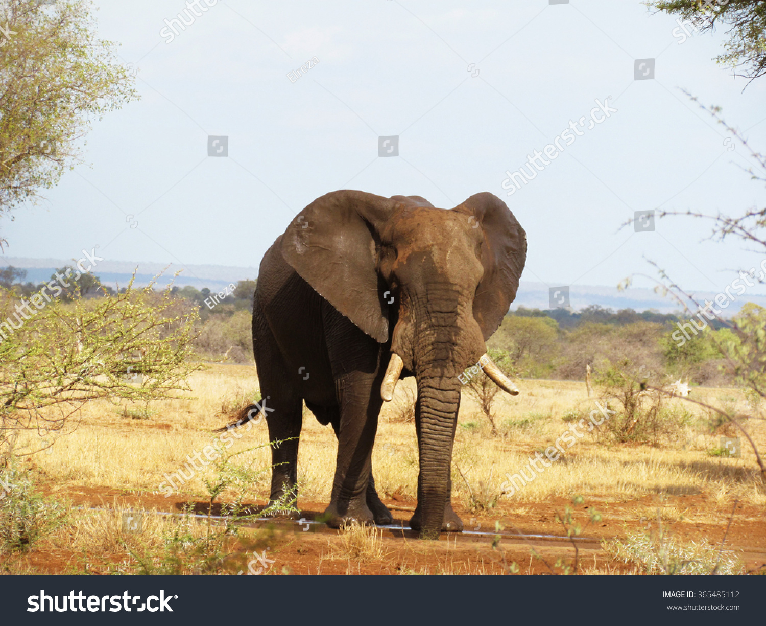 African Elephant enjoying water in the hot summer days of the National Park South Africa African Elephant enjoying water in the hot summer days of the National Park South Africa