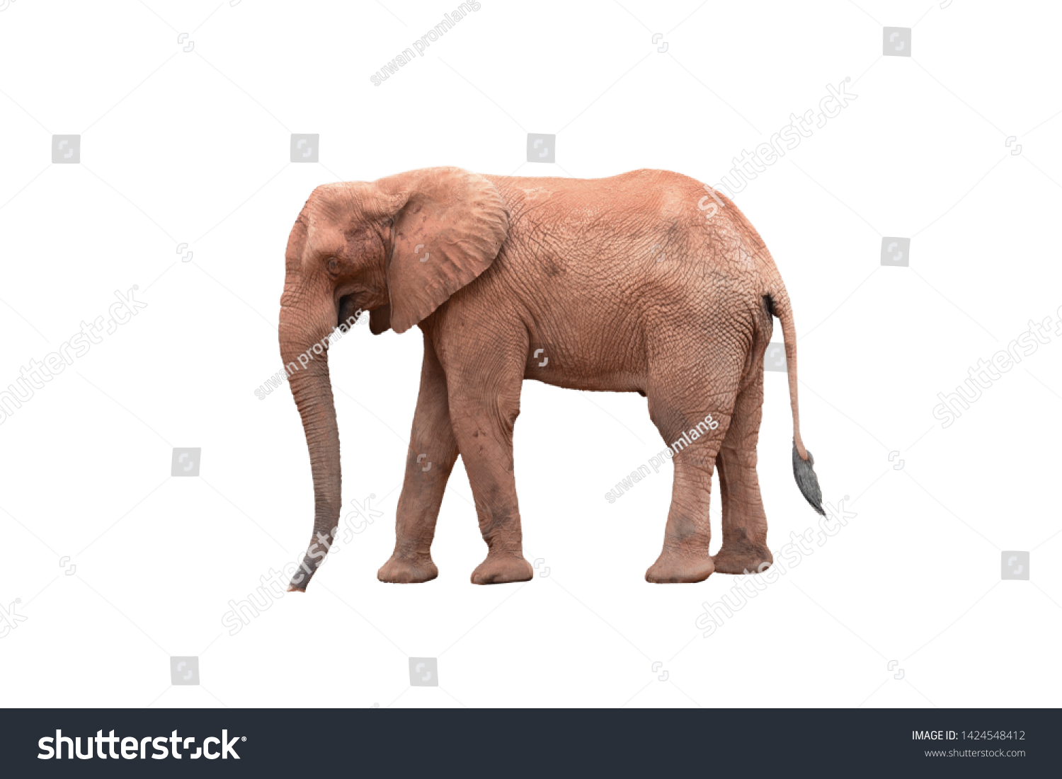 Elephants Penis Images Stock Photos Vectors Shutterstock