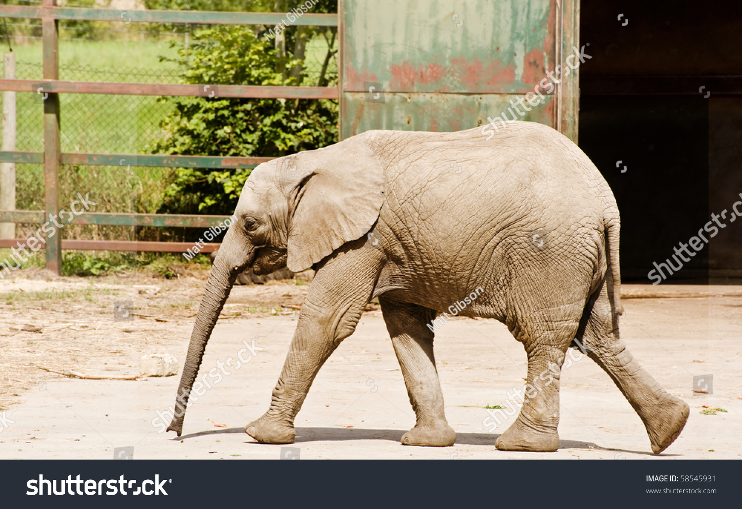 African Elephants In Captivity Stock Photo 58545931 : Shutterstock