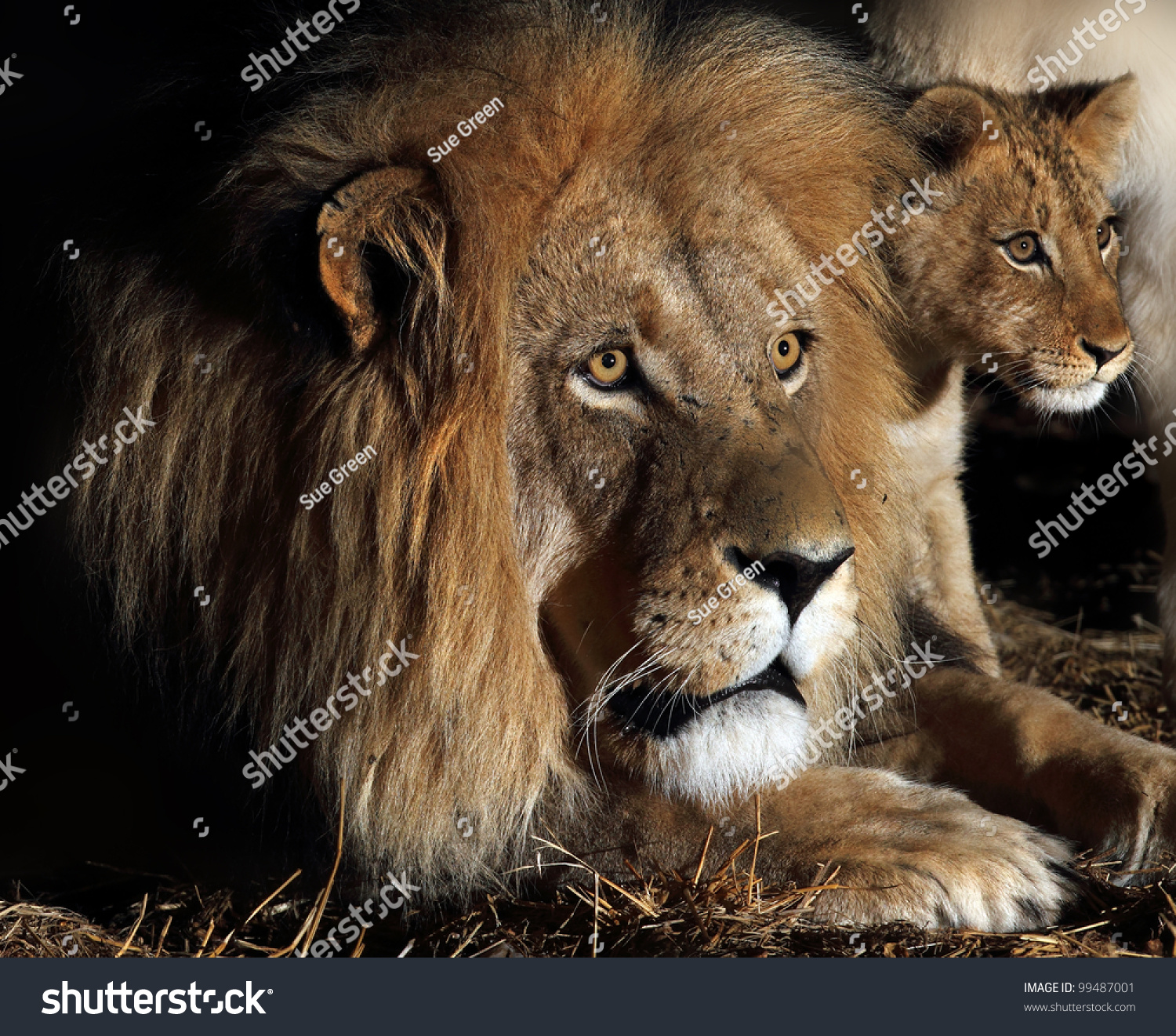 African Lion And Cub Father And Son Male Lion And Cub Stock Photo