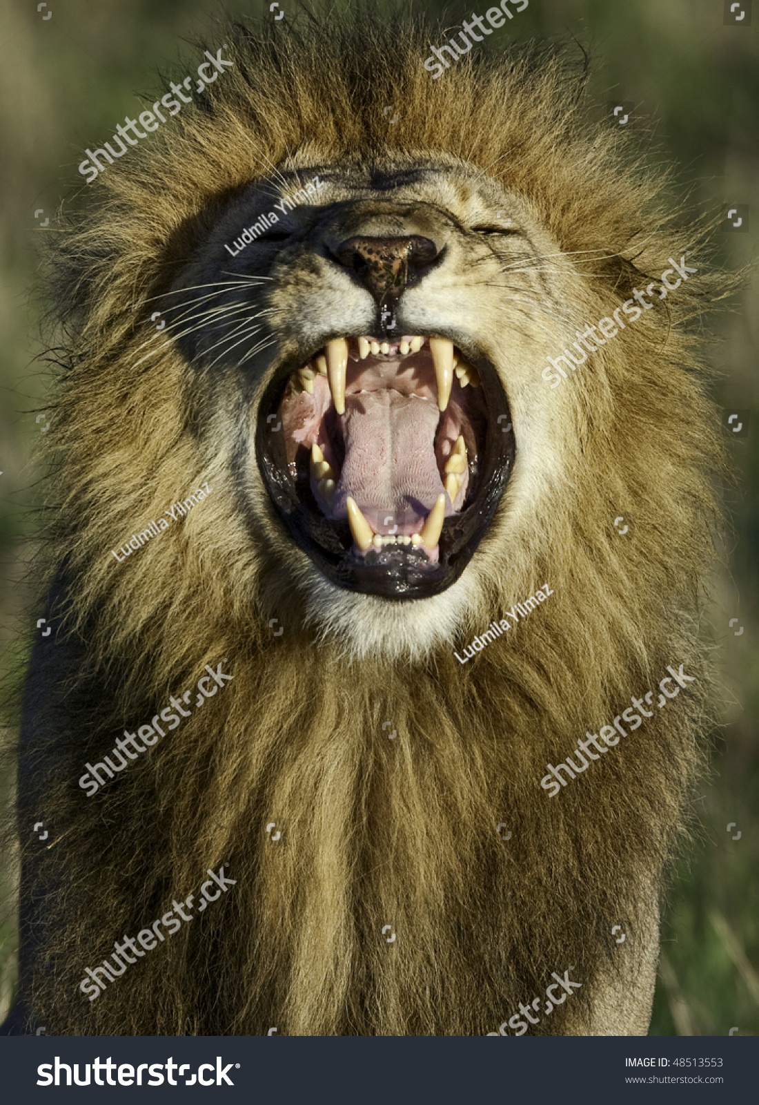 Lions Mouth Open 75