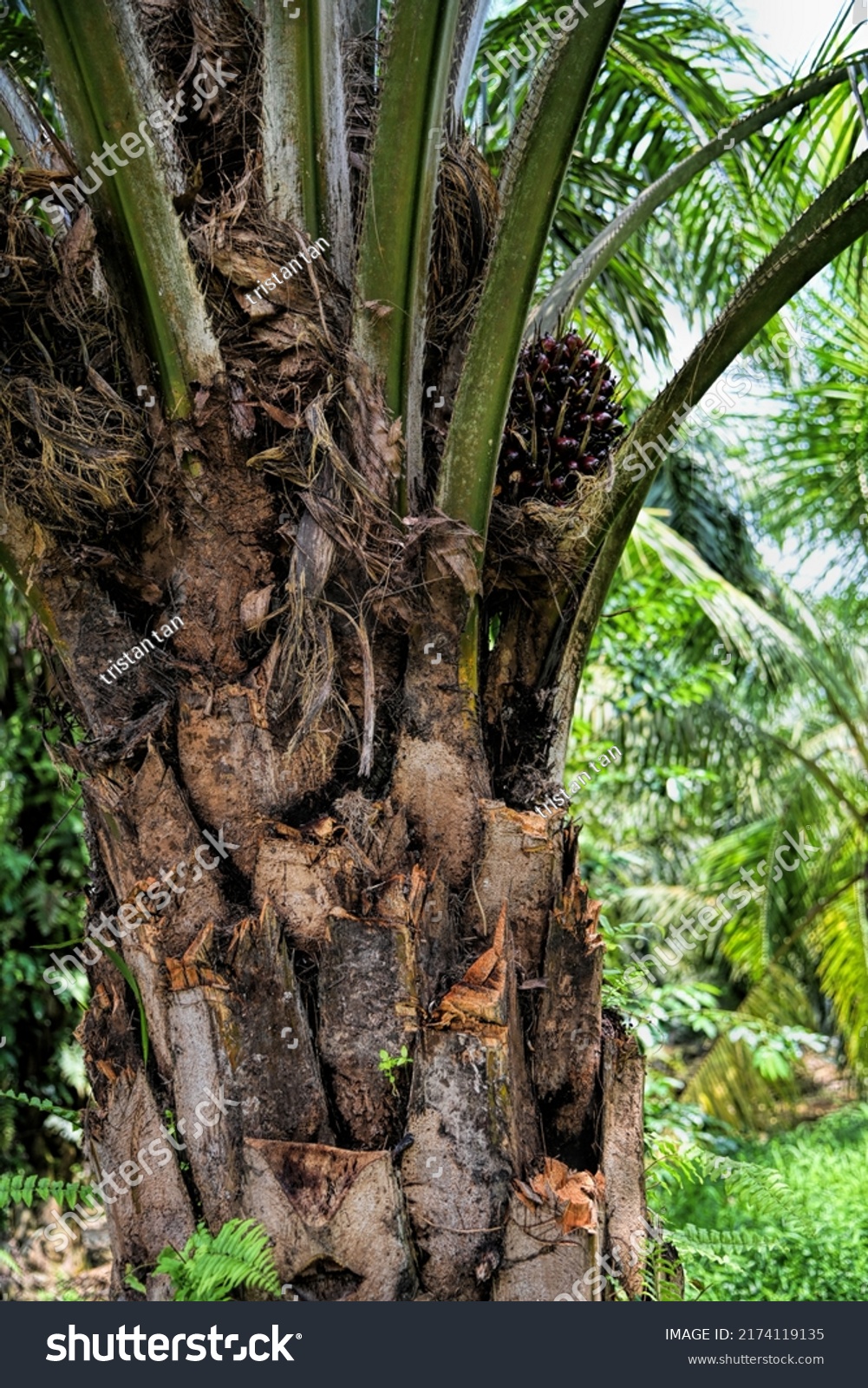 African Oil Palmelaeis Guineensis Palm Originates Stock Photo