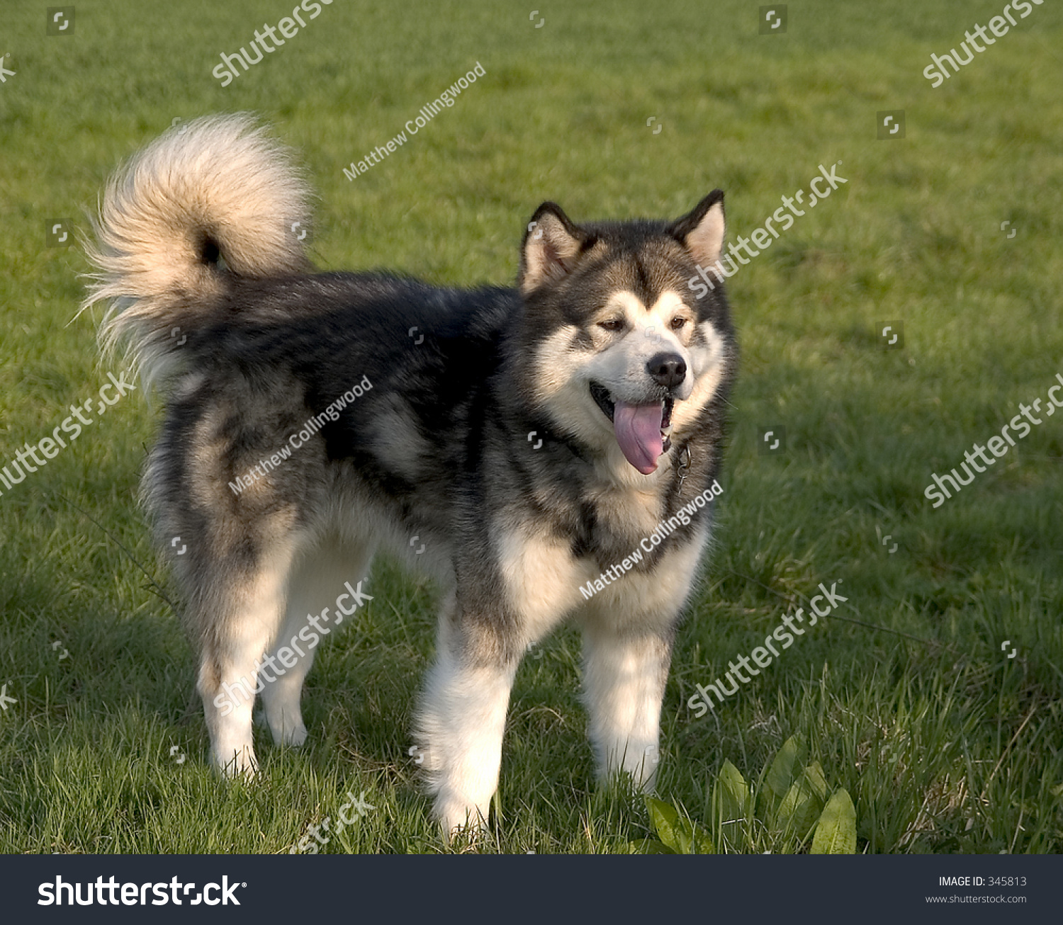 Alaskan Malamute Dog Standing Stock Photo 345813 - Shutterstock