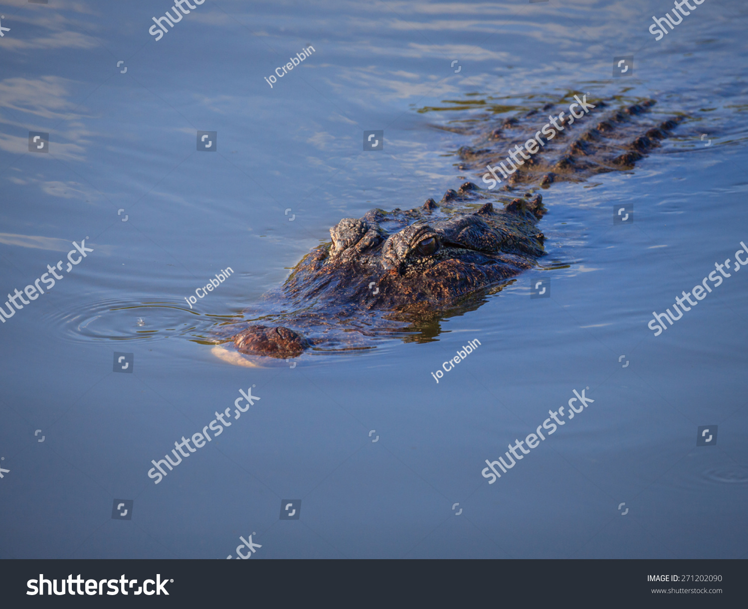 crocodile floaties