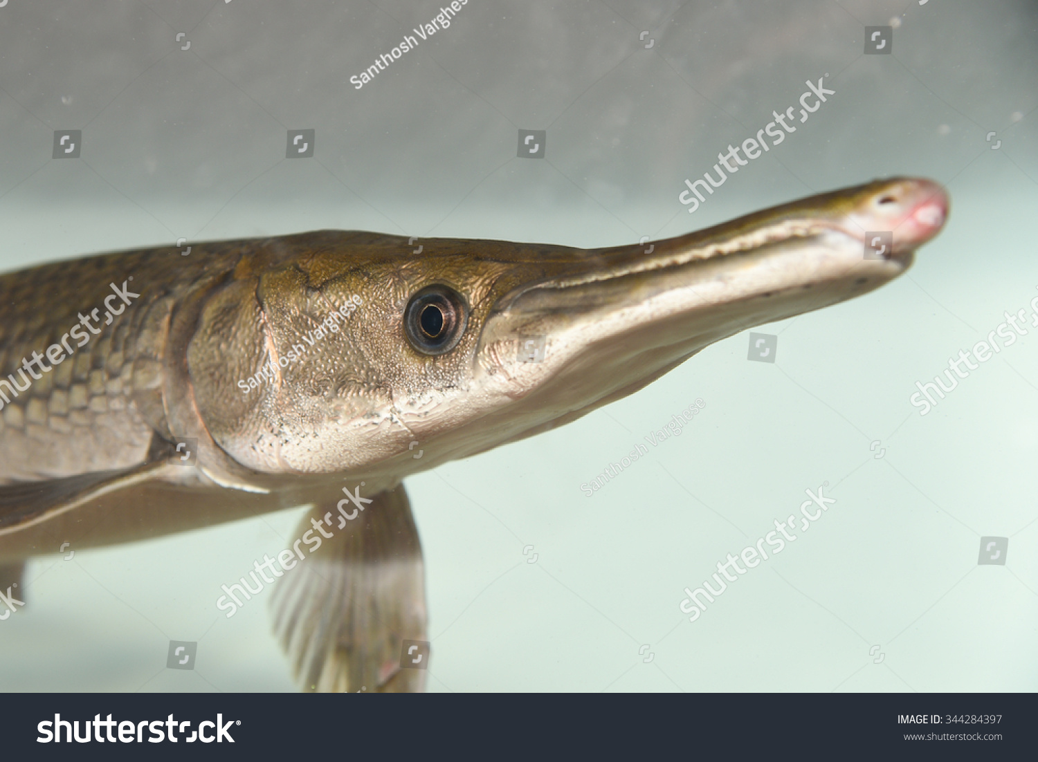 alligator-gar-alligator-fish-atractosteus-spatula-in-swimming-in