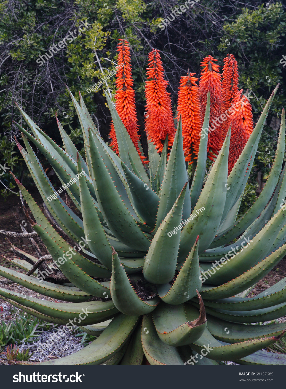 Aloe Succotrina - Orange Flowers On Aloe Vera In Southern California ...