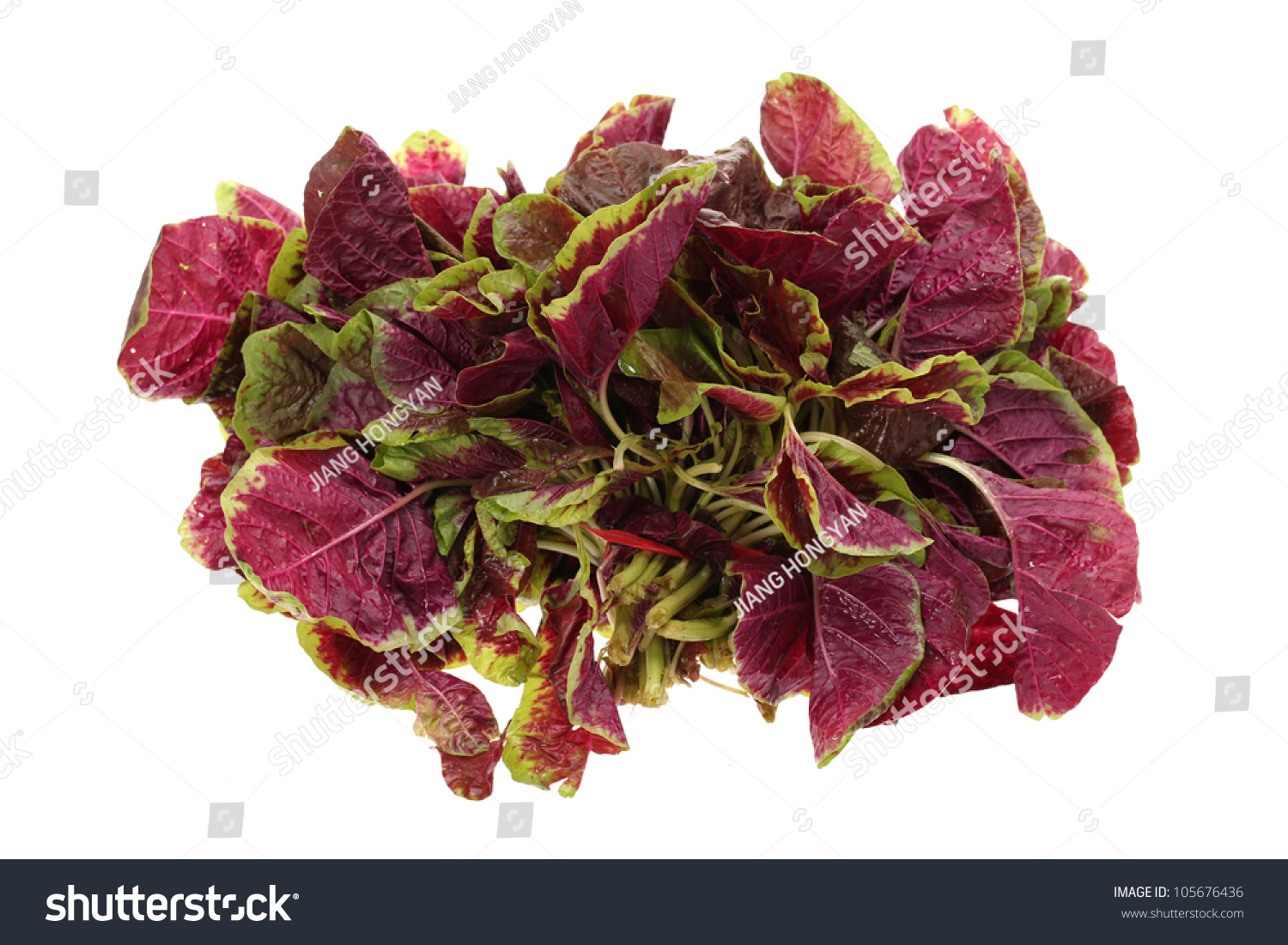 Amaranth On White Background Stock Photo 105676436 : Shutterstock