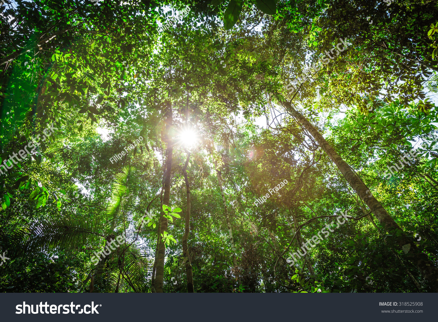 Amazon Rainforest Brazil Amazon Rainforest Brazil