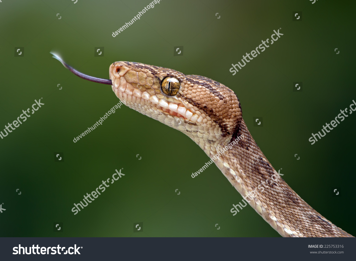 Amazon Tree Boa against a green background Snake Amazon Tree Boa corallus hortulanus Amazon Tree Boa against a green background Snake Amazon Tree Boa corallus hortulanus
