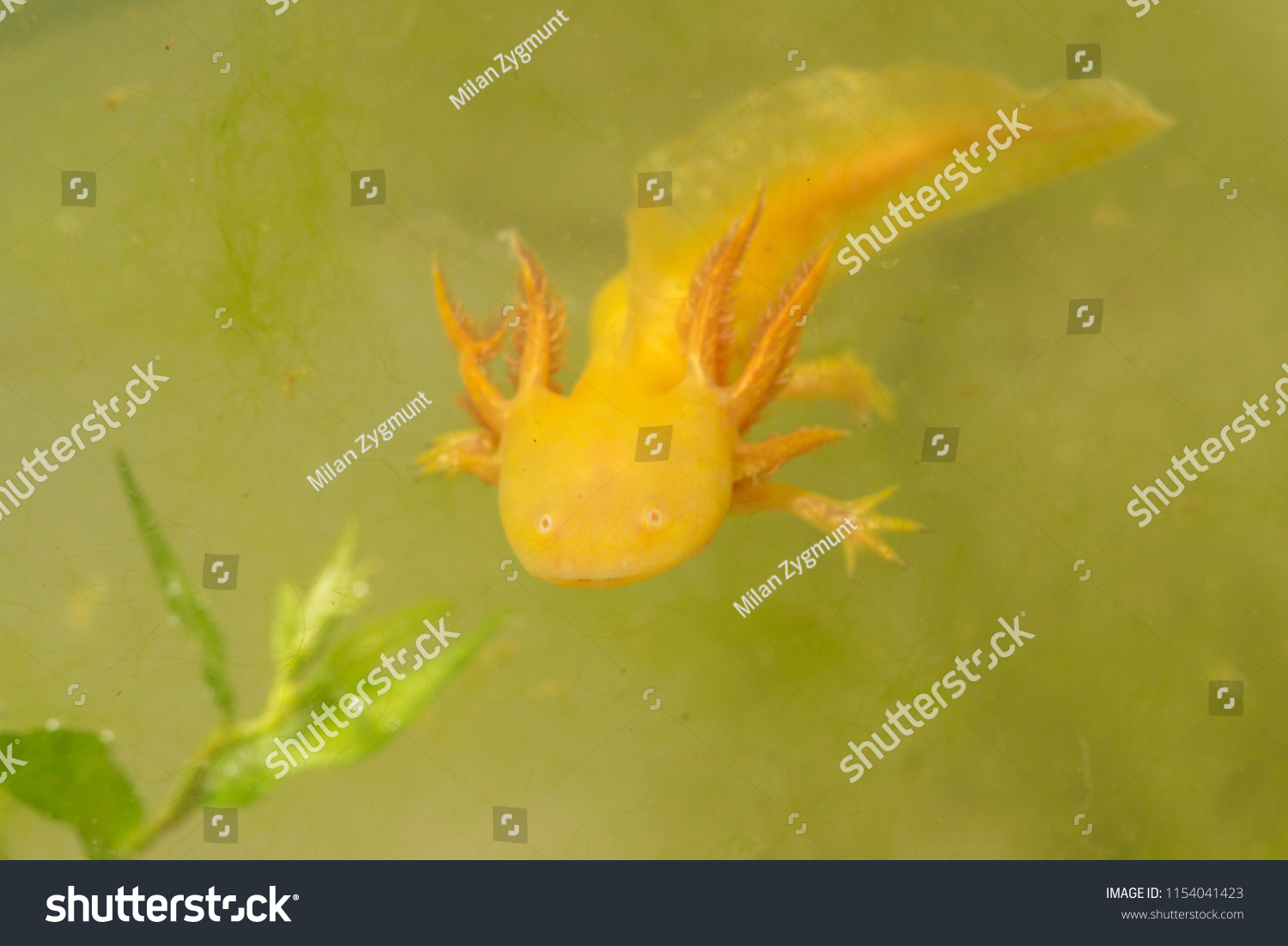 Ambystoma Mexicanum Known Mexican Walking Fish Stock Photo 1154041423