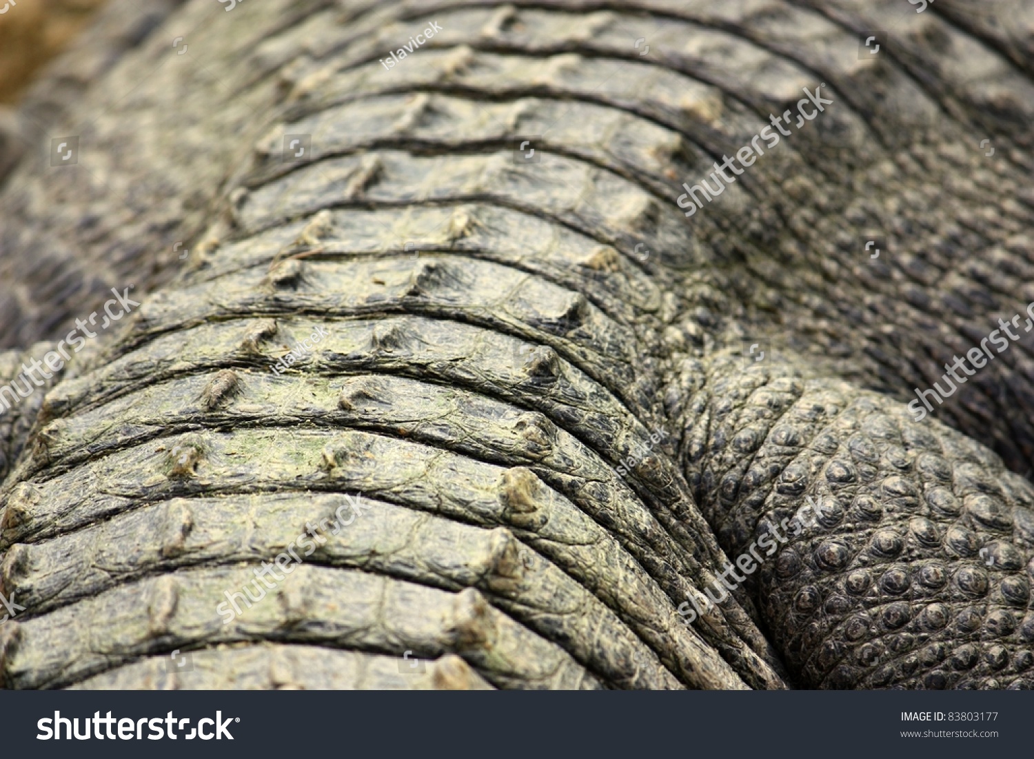 american-alligator-scales-stock-photo-83803177-shutterstock