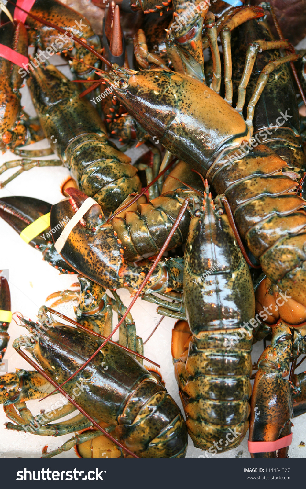 American Lobsters, Homarus Americanus, Ready For Sale. Stock Photo