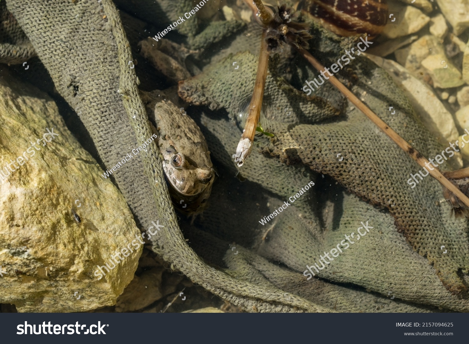 Adult Mediterranean Painted Frog Discoglossus Pictus Stock Photo