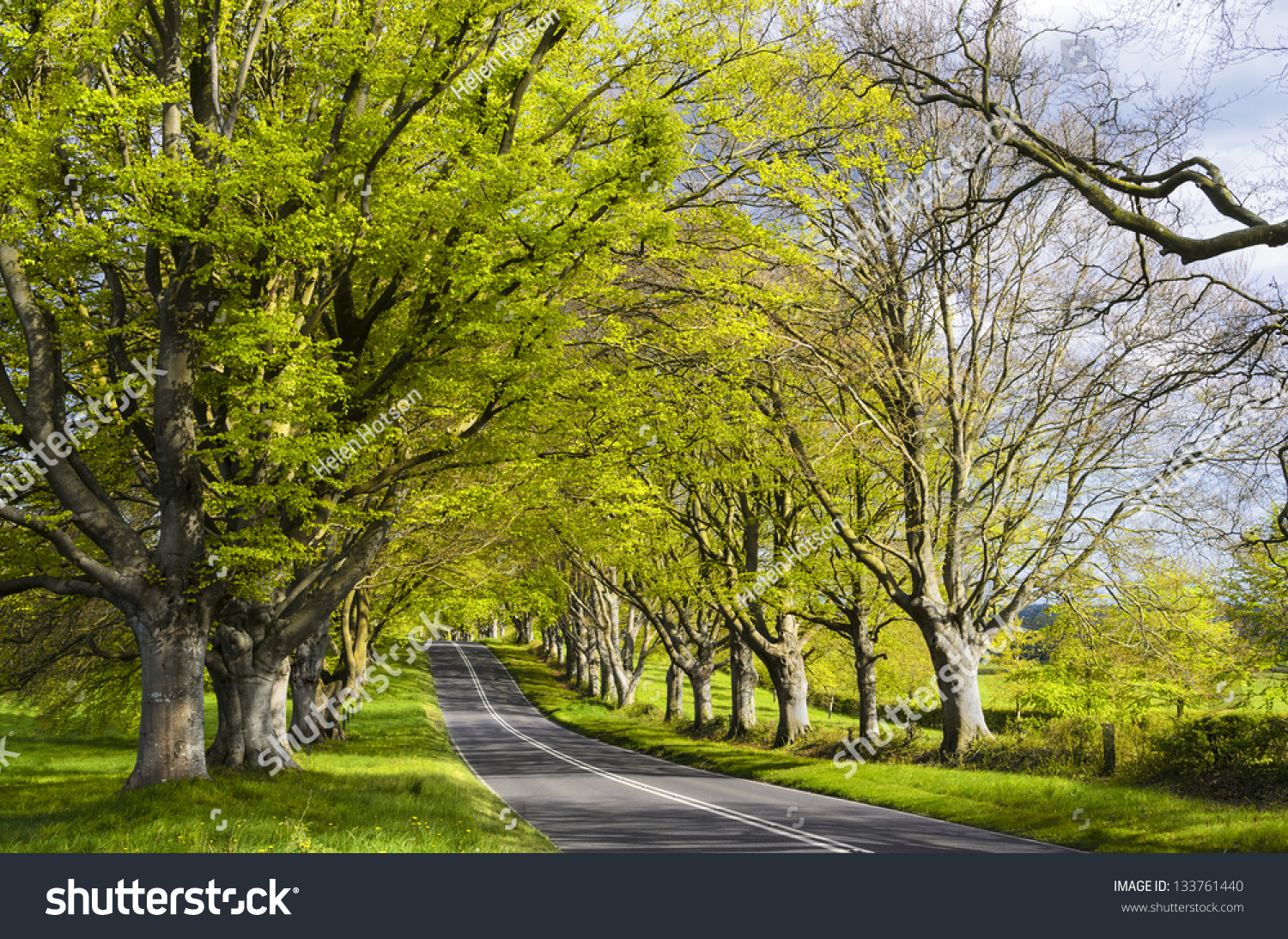 Avenue Ancient Beech Trees Badbury Rings Stock Photo