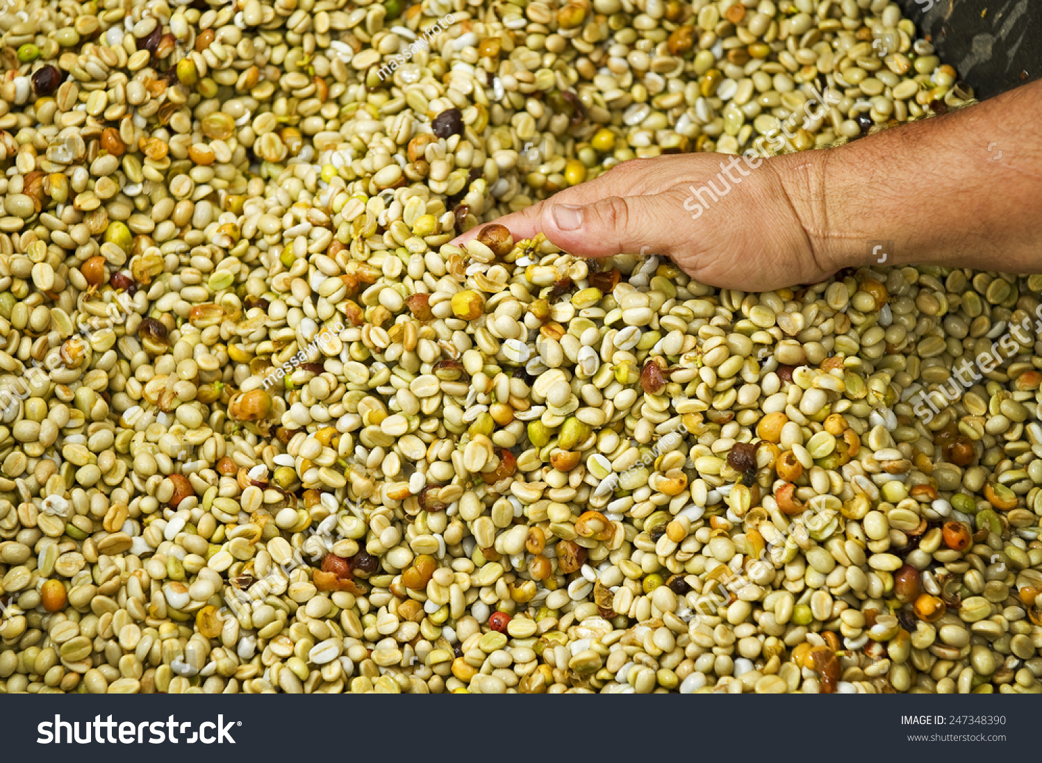 An Employee Shows The Coffee Beans Being Washed Before The Roasting Operation Stock Photo