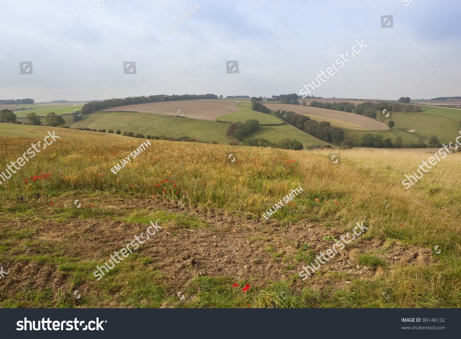 An English Autumn Landscape With Rolling Hills And Patchwork Fields Hedgerows And Wild Flowers 4451