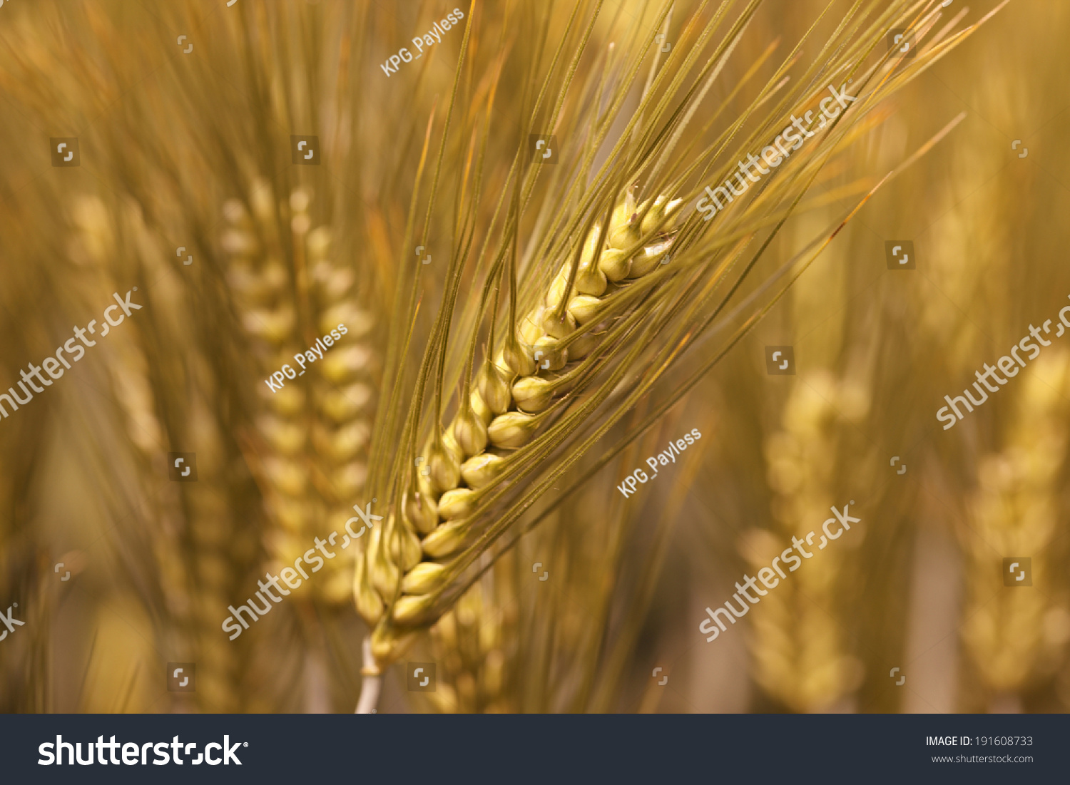 Image Naked Barley Stock Photo Edit Now 191608733