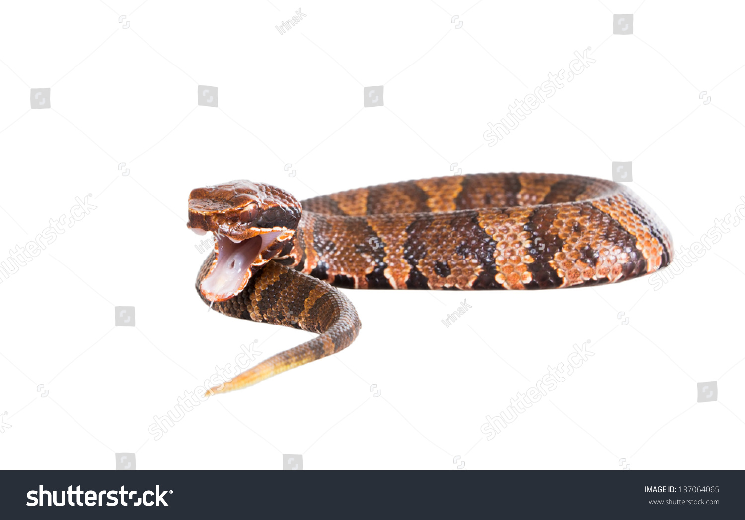 An Venomous Snake American Copperhead (agkistrodon Contortrix) Warning 